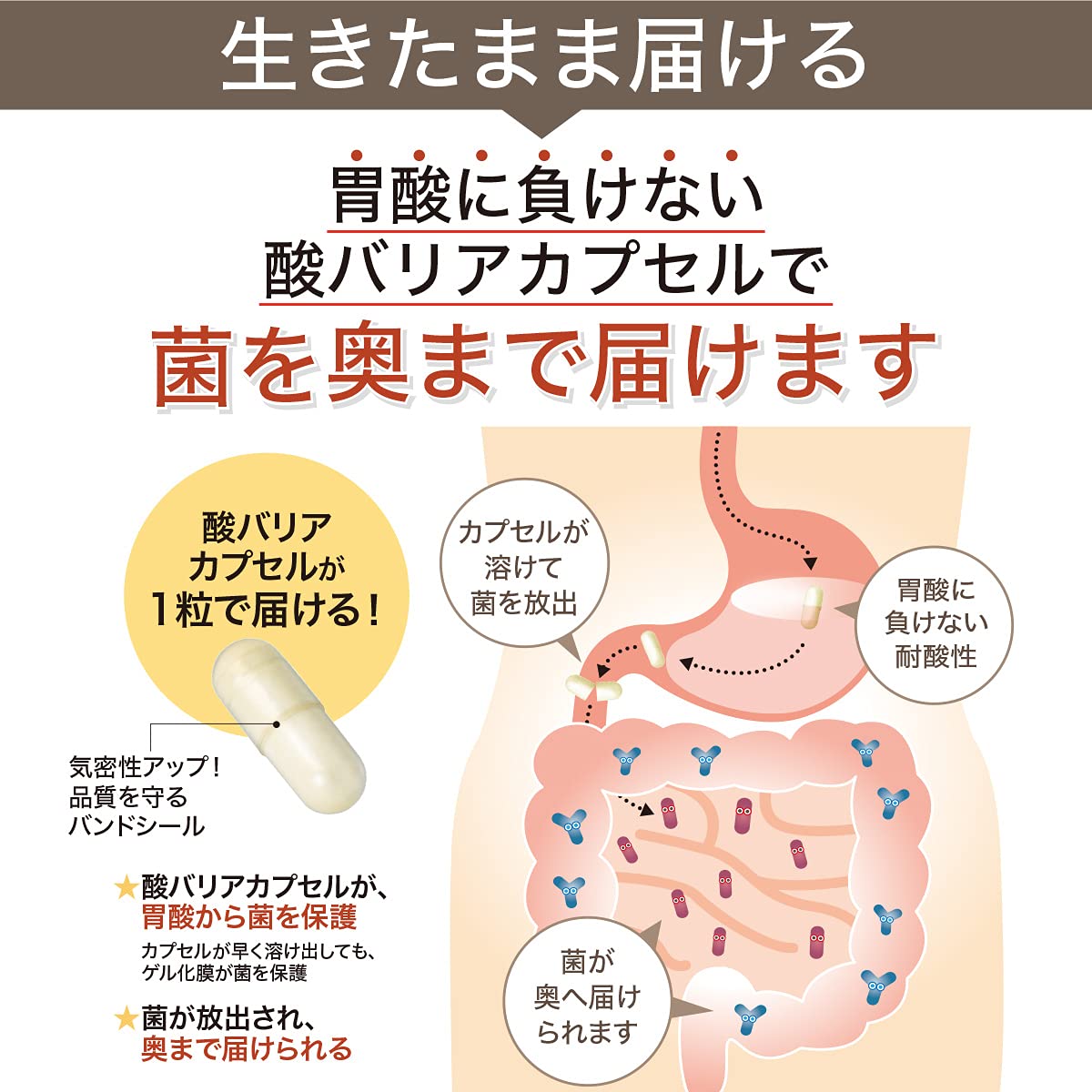 ビオテクト ―ビフィズス菌生菌末含有加工食品―