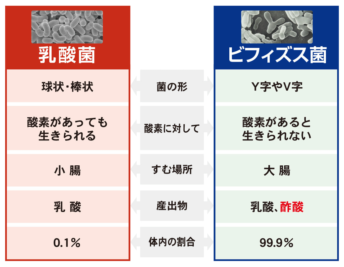 菌の比較表